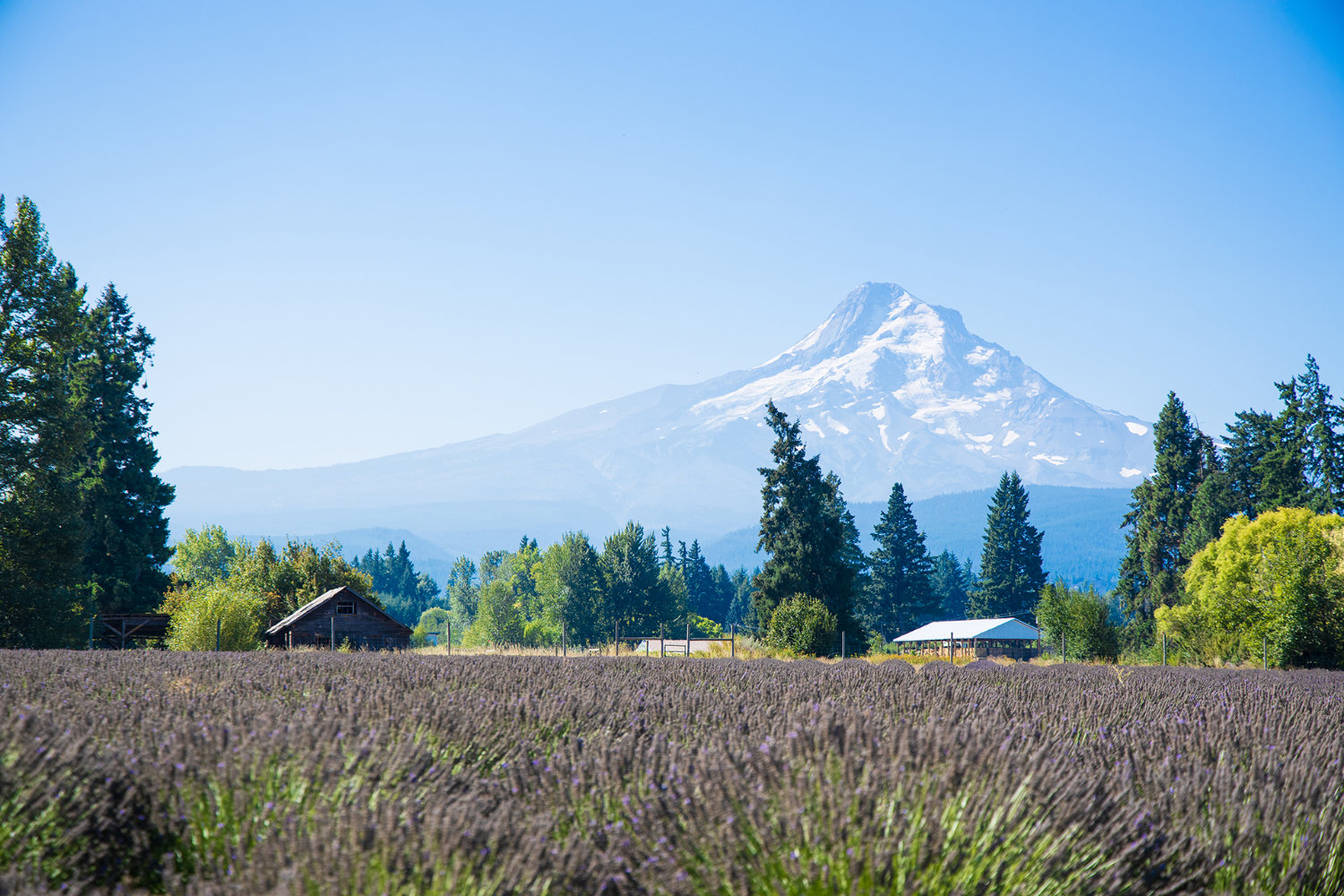 Lavender Valley